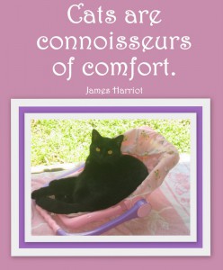 cats connoisseurs of comfort